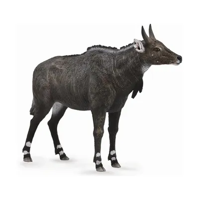 Факты о дукерах — очаровательных антилопах из Африки
