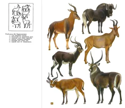 Коллекция различных видов антилоп в силуэте Иллюстрация штока - иллюстрации  насчитывающей фауна, газель: 211433422