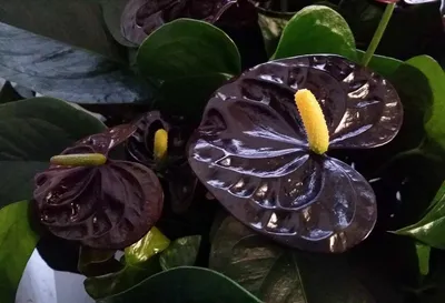 Антуриум, Цветок фламинго - Anthurium. Уход за антуриумом.