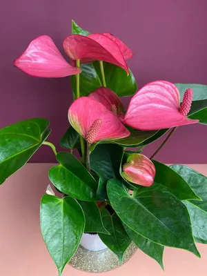 Антуриум Андре (Anthurium andraeanum) - PictureThis