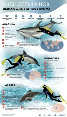 Виды дельфинов, обитающих у берегов Крыма. Инфографика | ИНФОГРАФИКА | АиФ  Крым