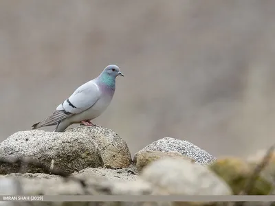 Охота на голубей: с чучелами, пневматикой, на лесных и диких - GetHunt