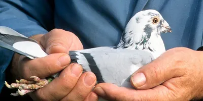 Как дикий лесной голубь кормит птенцов. How a wild wood pigeon feeds its  chicks. - YouTube