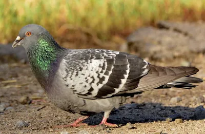 Сизый голубь / Columba livia (Gmelin, 1789) / Том 5 / Птицы России