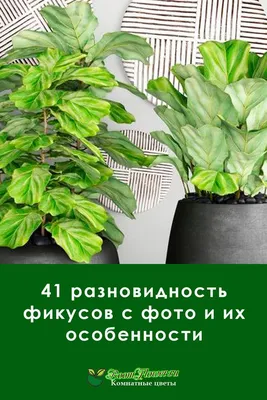 Фикус, виды и сорта, уход за растением | Валерий Шкляев | Дзен