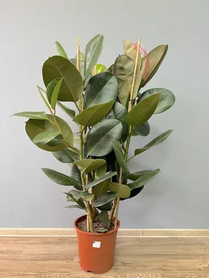 Фикус Бенджамина Голден Кинг Ficus Benjamina Golden King, 16 дм, 1 шт -  купить по выгодной цене в интернет-магазине OZON (501644192)