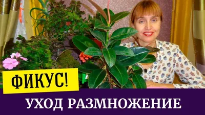 Разновидности фикуса Бенджамина с описанием, фото и названиями