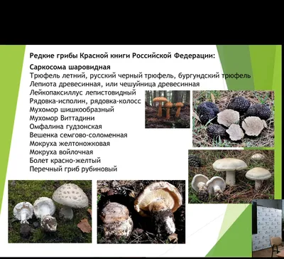 Грибы. Иллюстрированный гид по популярным видам. Ярощук А.И. — купить книгу  в Минске — Biblio.by