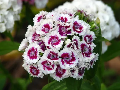 Крупным Планом Цветущий Цветок Славы Гвоздики Dianthus Caryophyllus Гвоздика  Гвоздика Розовый Виды Dianthus Deltoides Земля Покрытия Гвоздики Завода Для  А — стоковые фотографии и другие картинки Без людей - iStock