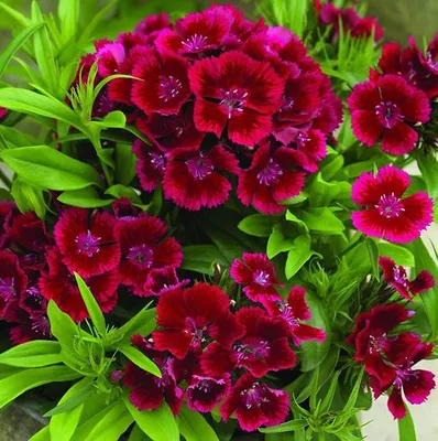 Крупным Планом Цветущий Цветок Славы Гвоздики Dianthus Caryophyllus Гвоздика  Гвоздика Розовый Виды Dianthus Deltoides Земля Покрытия Гвоздики Завода Для  А — стоковые фотографии и другие картинки Без людей - iStock