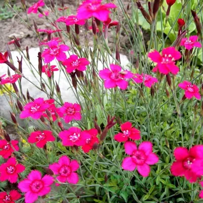 https://www.picturethisai.com/ru/wiki/Dianthus.html