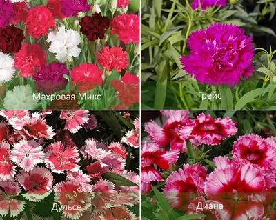 Гвоздика пышная (Dianthus superbus L.)