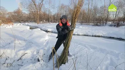 Ива — Энциклопедия Руниверсалис