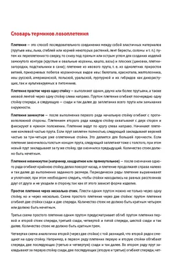 Саженцы ивы гибридной - сорта уральской селекции в питомнике  Санкт-Петербурга SlavUsadba.ru