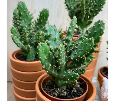 Растение ⌀ 5 Opuntia MICRODASYS (Опунция): купить c доставкой почтой 🌸  Адениум дома