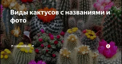 Виды кактусов с названиями и фото | 🚩Сорняков.НЕТ🚩 | Дзен