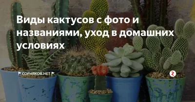 Виды кактусов c фото и названиями, уход в домашних условиях |  🚩Сорняков.НЕТ🚩 | Дзен