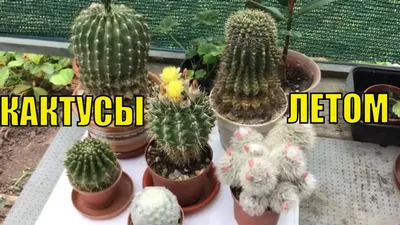 Кактусы в домашних условиях летом. - YouTube