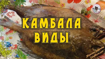 Камбала виды видео от Petr de Cril'on - YouTube