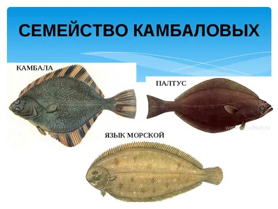 Рыба камбала🐟: фото и описание. Как выглядит камбала👍, и какая это рыба  морская или речная?