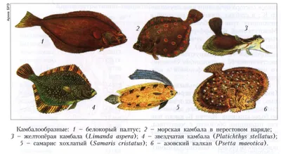 Подсемейство Камбалоподобные (Pleuronectinae) | это... Что такое  Подсемейство Камбалоподобные (Pleuronectinae)?