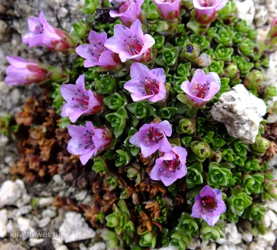 Камнеломка азиатская (Saxifraga asiatica Hayek) | Отражения