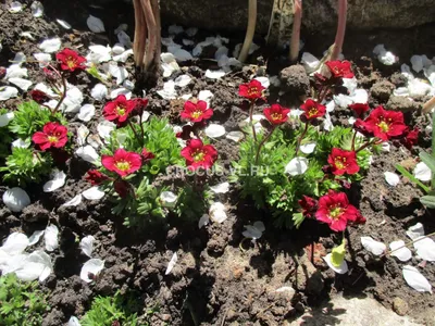 Камнеломка клинолистная (Saxifraga cuneifolia `Variegata`) - Камнеломка  клинолистная - Камнеломка - Многолетники - Каталог - LESKOVO-PITOMNIK.ru