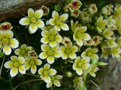 Камнеломка зернистая (Saxifraga granulata) - PictureThis