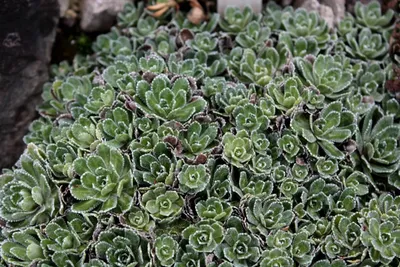 Камнеломка (Saxifraga) | ПИТОМНИК РАСТЕНИЙ СЕРЕБРЯКОВЫХ