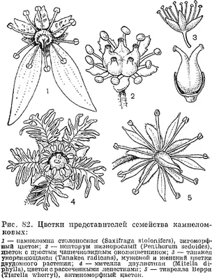 Камнеломка: фото, уход, пересадка, виды, болезни