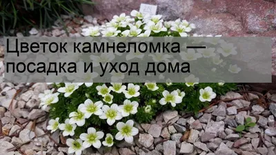 Энциклопедия \"Жизнь растений\". СЕМЕЙСТВО КАМНЕЛОМКОВЫЕ (SAXIFRAGACEAE)