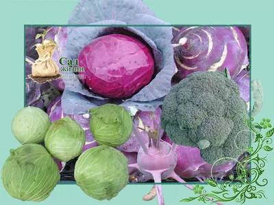 Different Kinds of Cabbage on White Background Stock Photo - Image of head,  color: 149737938