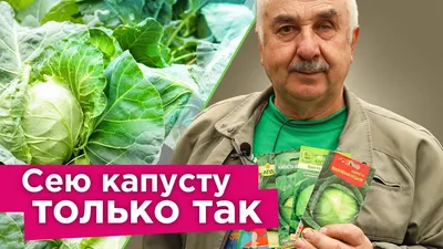 Различные Виды Капусты Такие Как Белокочанная Капуста Цветная Капуста  Брокколи Кольраби — стоковые фотографии и другие картинки Овощ - iStock