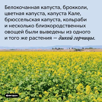 Как правильно хранить урожай разных видов капусты - Good Harvest | Семена |  Удобрения | Средства защиты растений