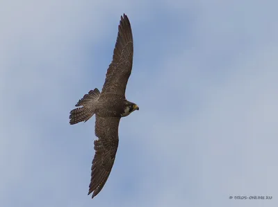 Редкие виды хищных птиц нашли в Кавказском заповеднике - KP.RU
