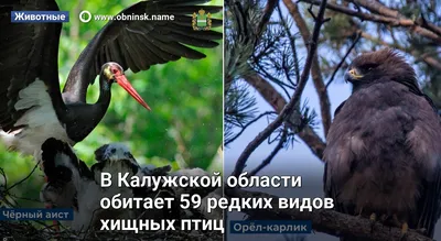 Каких хищных птиц можно встретить в Москве