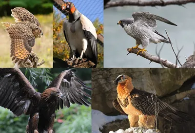 Хищные птицы — Википедия