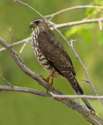 Семейство Соколиные (Falconidae) | это... Что такое Семейство Соколиные  (Falconidae)?