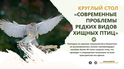 Орнитологи и энергетики Хакасии объединились ради спасения хищных птиц -  РИА Новости, 19.09.2020