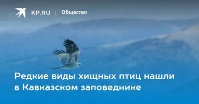 Четвертый очерк - отряд: Соколообразные Falconiformes