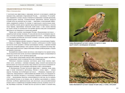 В Новгородской области обнаружили гнездо самой редкой в России хищной птицы