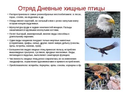 В Беловежской пуще провели учеты дневных хищных птиц и черного аиста