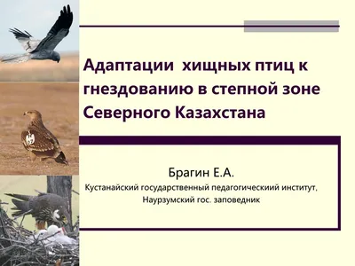 Программа VII Международной конференции по изучению и охране хищных птиц  Северной Евразии