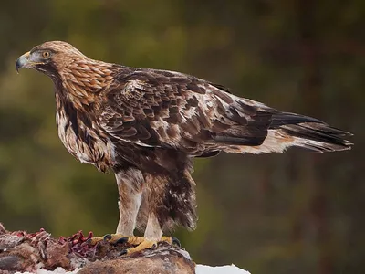 Во время пролета хищных птиц зафиксированы очень редкие виды в Кавказском  заповеднике | 13.10.2022 | Сочи - БезФормата