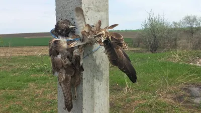 Четвертый очерк - отряд: Соколообразные Falconiformes