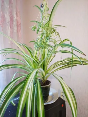 Хлорофитум - Chlorophytum. Уход за хлорофитумом. Фото