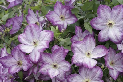 Клематис (Сlematis) - Kazan Flower School