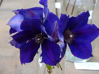 Клематис крупноцветковый Перниль (Clematis florida Pernille) с2,5 —  Питомник Летний сад