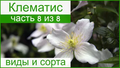 Клематисы для Подмосковья и всей средней полосы России | Интернет-магазин  садовых растений