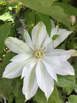 Клематис крупноцветковый Этоль де Маликорн (Clematis florida Etоilе dе  Mаliсоrn) С2,5 — Питомник Летний сад